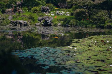 Yazın nilüfer havuzu Monet 'nin bahçesine benzer. Turuncu balıklar suda ileri geri yüzerler.