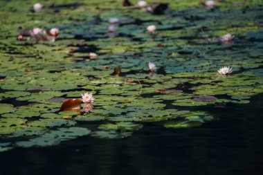 Yazın nilüfer havuzu Monet 'nin bahçesine benzer. Turuncu balıklar suda ileri geri yüzerler.