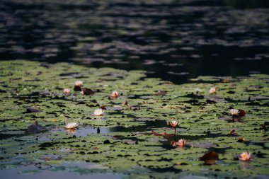 Yazın nilüfer havuzu Monet 'nin bahçesine benzer. Turuncu balıklar suda ileri geri yüzerler.