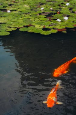 Yazın nilüfer havuzu Monet 'nin bahçesine benzer. Turuncu balıklar suda ileri geri yüzerler.