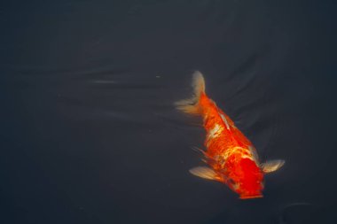 Yazın nilüfer havuzu Monet 'nin bahçesine benzer. Turuncu balıklar suda ileri geri yüzerler.