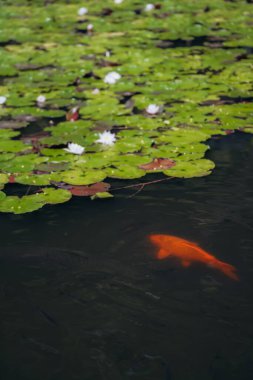 Yazın nilüfer havuzu Monet 'nin bahçesine benzer. Turuncu balıklar suda ileri geri yüzerler.