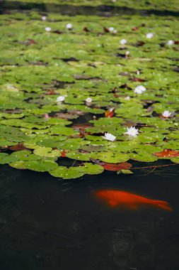Yazın nilüfer havuzu Monet 'nin bahçesine benzer. Turuncu balıklar suda ileri geri yüzerler.