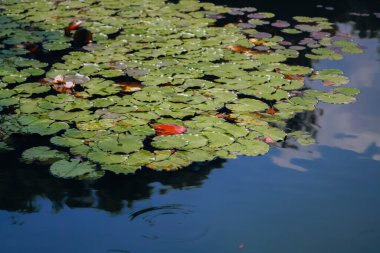 Yazın nilüfer havuzu Monet 'nin bahçesine benzer. Turuncu balıklar suda ileri geri yüzerler.