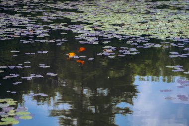 Yazın nilüfer havuzu Monet 'nin bahçesine benzer. Turuncu balıklar suda ileri geri yüzerler.