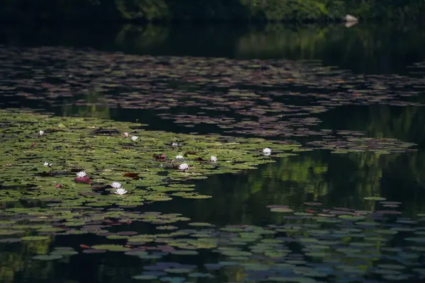 Yazın nilüfer havuzu Monet 'nin bahçesine benzer. Turuncu balıklar suda ileri geri yüzerler.