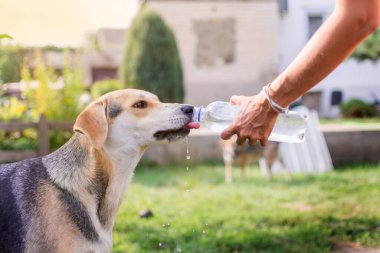 Köpek sıcakta yürürken şişeden su içer. Yüksek kalite fotoğraf