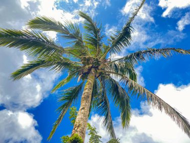 Mavi gökyüzüne ve bulutlara karşı büyük hindistan cevizi palmiyesi ağacı. Yüksek kalite fotoğraf