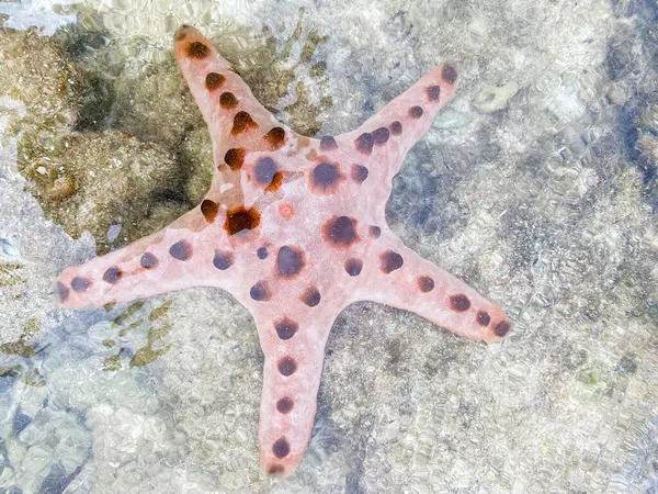 Suyun yüzeyinin altında büyük bir denizyıldızı var. Yüksek kalite fotoğraf