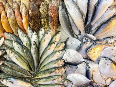 Bir deniz ürünleri dükkanında buzlu taze deniz balığı. Yüksek kalite fotoğraf