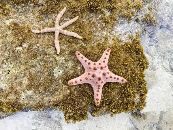 Large pink starfish on the ocean coast. High quality photo