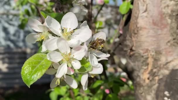 Včela Opyluje Květy Jablek Jaře Vysoce Kvalitní Fullhd Záběry — Stock video