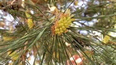Genç çam kozalaklarının polenleri rüzgara savruldu. Yüksek kaliteli FullHD görüntüler