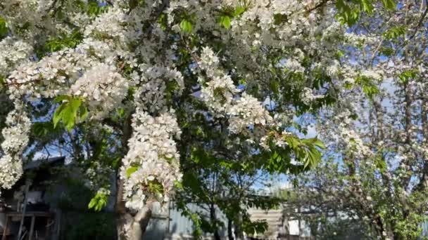 桜の枝が風に揺れている 高品質のフルHd映像 — ストック動画
