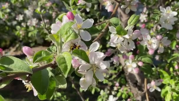 バンブルビーは開花したリンゴの木から花粉を集めます 昆虫による春の受粉 高品質のフルHd映像 — ストック動画
