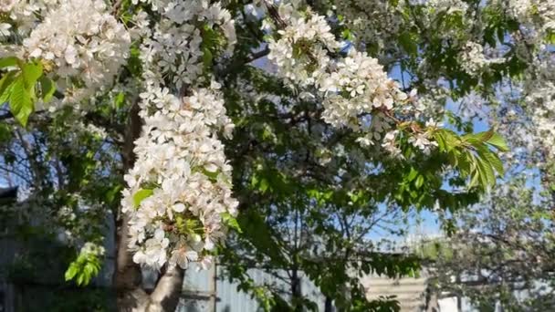 Blossoming Cherry Branch Sways Wind High Quality Fullhd Footage — Stock Video