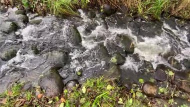 Mountain Creek. Taşların arasından akan saf bir su akıntısı. Yüksek kaliteli FullHD görüntüler