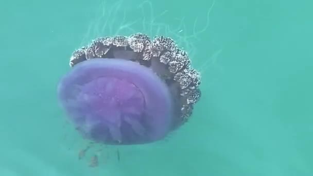 Medúza Cephea Cephea Csendes Óceán Felszínén Halakkal Körülvéve — Stock videók