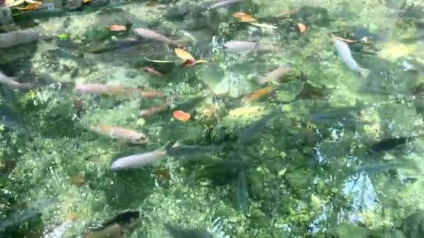 Diverse Carp Pond Next Water Surface Fullhd Footage — Stock Video