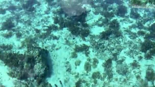 水下有珊瑚的海底 高速船 — 图库视频影像