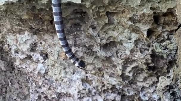 Cobra Marinha Venenosa Krait Nas Pedras Perto Mar Flattail Lábios — Vídeo de Stock