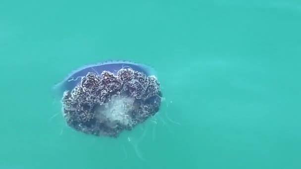 물고기에 둘러싸인 태평양의 표면에있는 해파리 세자르 — 비디오