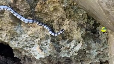 Deniz kenarındaki taşların üzerinde zehirli bir deniz yılanı var. Sarı dudaklı düz kuyruk