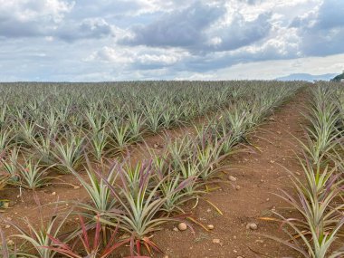 Bulutlu gri gökyüzüne karşı ananas tarlası. Ananas filizleri