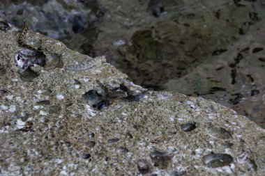 Tropikal Pasifik kaya atlama balığı su kenarında kayalıklarda. Yüksek kalite fotoğraf