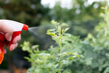 Hastalıklardan ve haşerelerden elle yeşil yaprak püskürtme. Yüksek kalite fotoğraf
