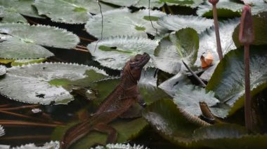 Nilüfer yapraklarının üzerindeki büyük kahverengi iguana. görüntüler