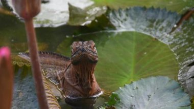 Nilüfer yaprakları üzerinde büyük kahverengi iguana portresi. görüntüler