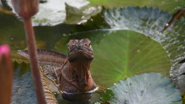 Portrait Large Brown Iguana Water Lily Leaves Pond Footage — Stock Video