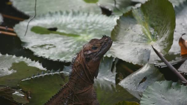 Retrato Iguana Marrom Grande Folhas Lírio Água Uma Lagoa Filmagens — Vídeo de Stock