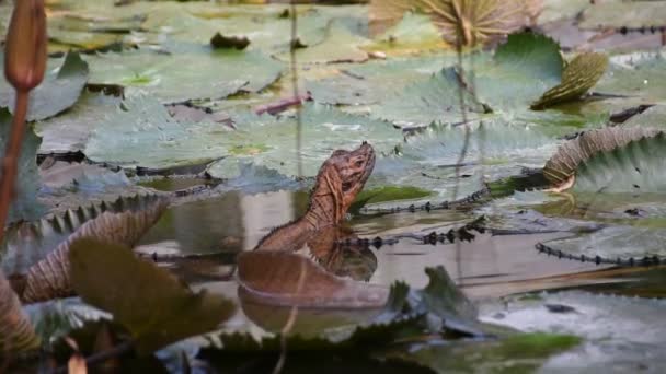 Large Brown Iguana Water Lily Leaves Pond Footage — Stock Video