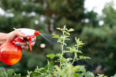 Hastalıklardan ve haşerelerden elle yeşil yaprak püskürtme. Yüksek kalite fotoğraf