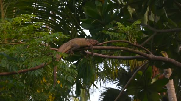 Large Brown Iguana Sleeps Tree High Quality Fullhd Footage — Stock Video