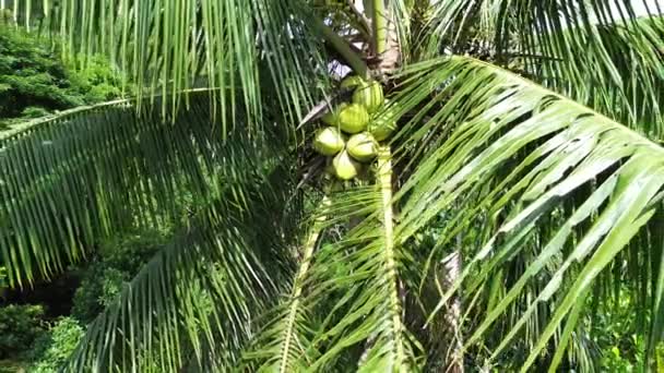 Grote Groene Kokosnoten Een Palmboom Close Hoge Kwaliteit Fullhd Beeldmateriaal — Stockvideo