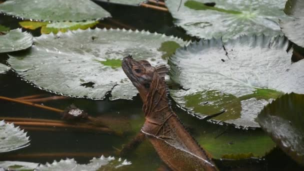 Grande Iguana Marrom Folhas Lírio Água Uma Lagoa Filmagens — Vídeo de Stock