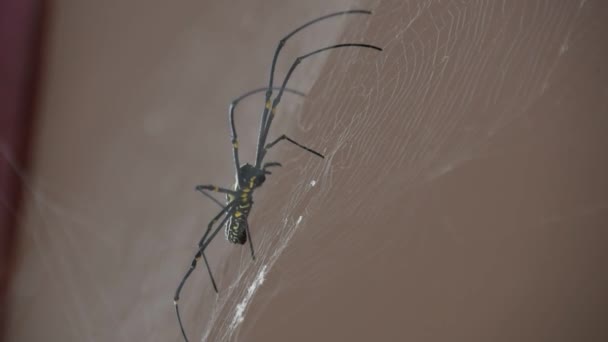 Giant Big Spider Est Assis Sur Une Toile Des Images — Video