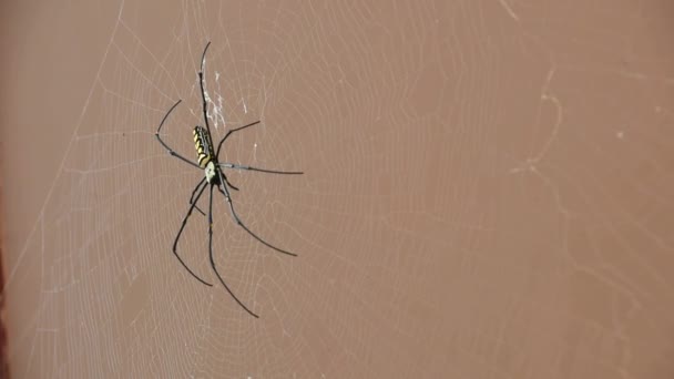 Giant Golden Orb Weaver Big Spider Sits Web High Quality — Stock Video