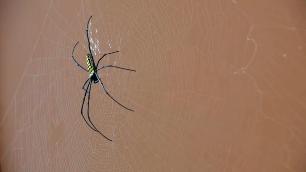 Giant Golden Orb Weaver Big Spider Senta Uma Teia Imagens — Vídeo de Stock