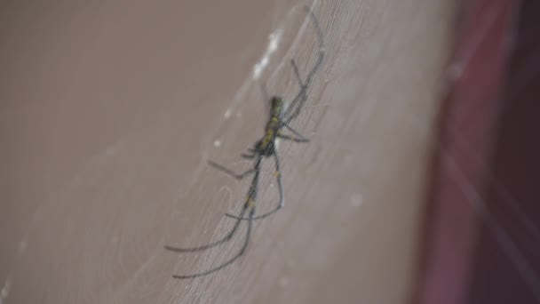 巨大的金球编织者大蜘蛛坐在一个模糊的网页软焦点上 优质Fullhd影片 — 图库视频影像