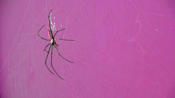 Giant Big Spider Sienta Una Tela Sobre Fondo Rosa Púrpura — Vídeos de Stock