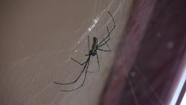 巨大的金球编织者大蜘蛛坐在一张网上 优质Fullhd影片 — 图库视频影像
