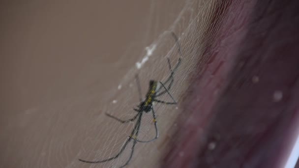 巨大的蜘蛛坐在一张网上 优质Fullhd影片 — 图库视频影像