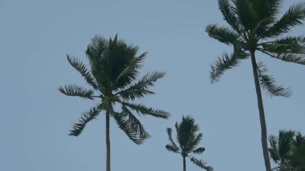 Silny Wiatr Wstrząsa Palmami Tle Zachmurzonego Nieba Wysokiej Jakości Materiał — Wideo stockowe