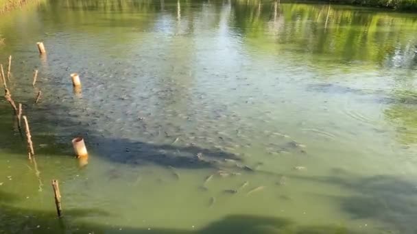 Lot Fish Pond Next Water Surface Fullhd Footage — Stock Video
