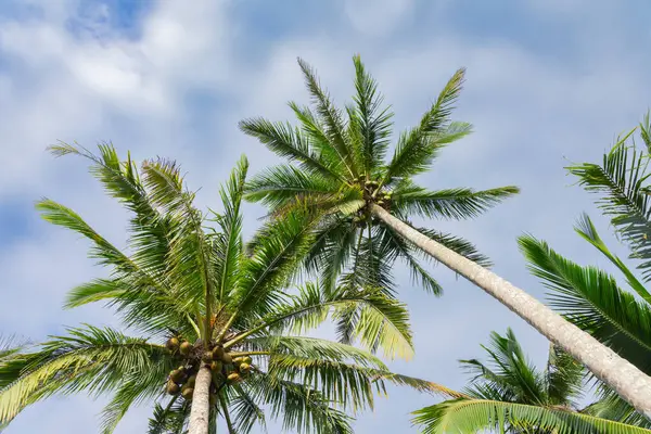 Big coconut palm tree against blue sky and clouds. High quality photo