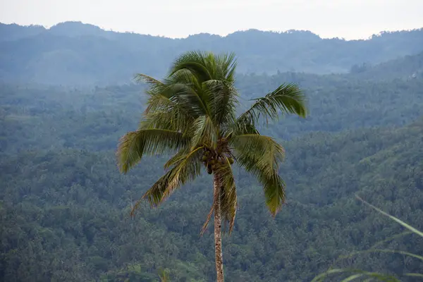 Big coconut palm tree against mountains and clouds. High quality photo